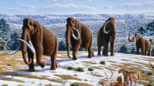 Read more about the article Harvard scientists are bringing back Woolly Mammoths, Jurassic Park style