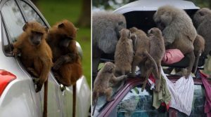 Read more about the article Baboons spotted in safari park with knives and chainsaws