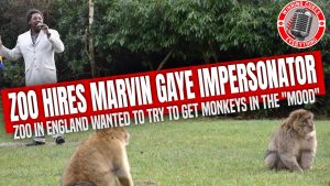 Read more about the article Zoo in England hires Marvin Gaye impersonator for endangered monkeys